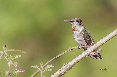 Archilochus colubris  Archilochus colubris,Ruby-throated hummingbird