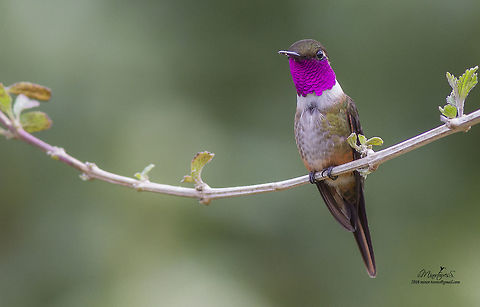 Calliphlox bryantae male  Calliphlox bryantae,Magenta-throated woodstar