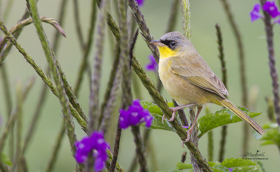 Geothlypis poliocephala  Geothlypis poliocephala,Grey-crowned yellowthroat