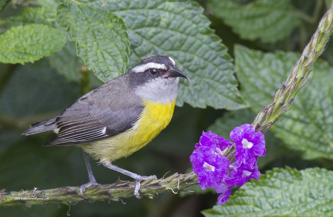 Coereba flaveola  Bananaquit,Coereba flaveola