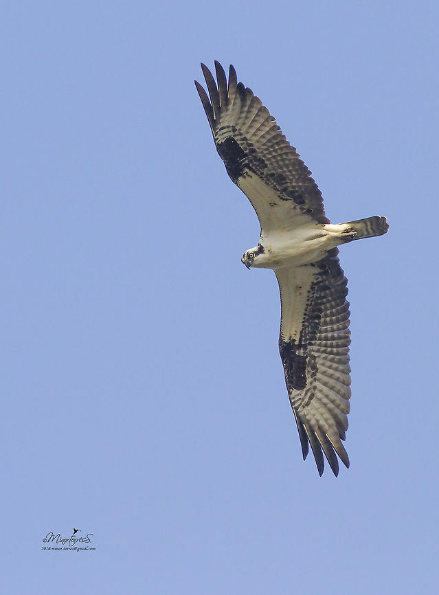 Pandion haliaetus  Osprey,Pandion haliaetus