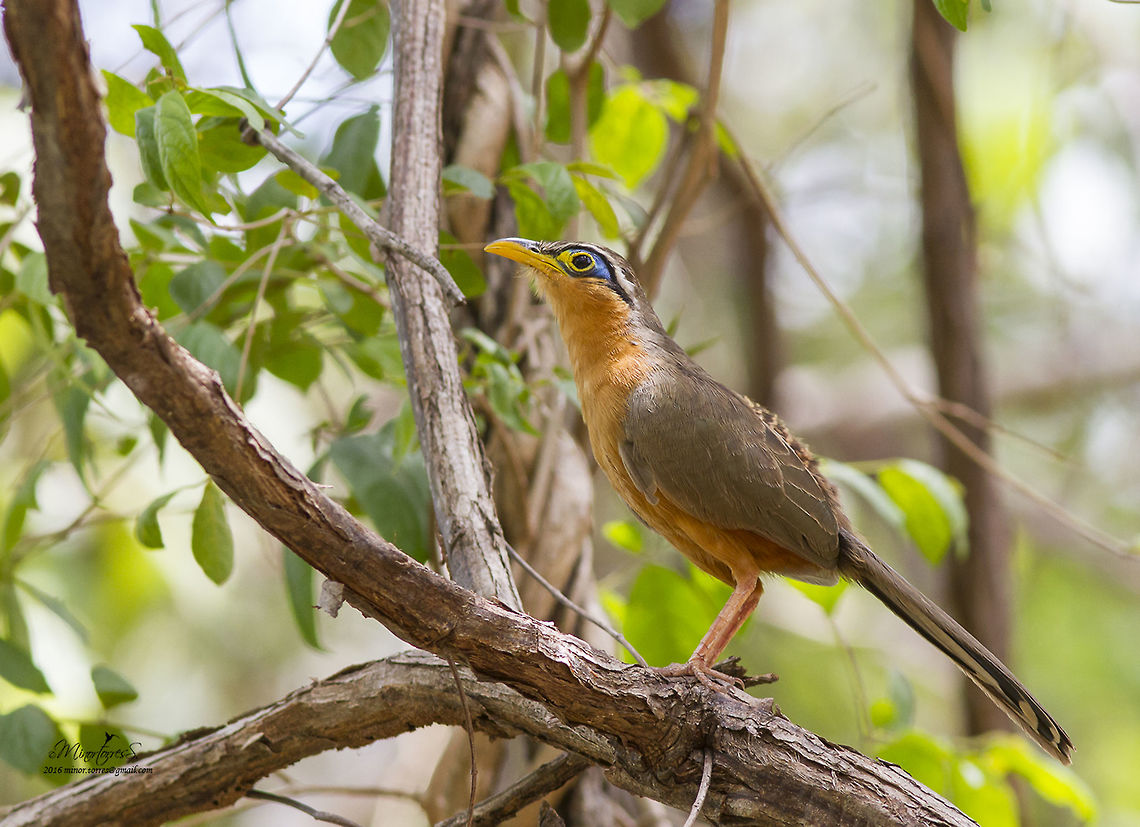Moroccocyx erythropygius  Lesser ground cuckoo,Morococcyx erythropygus
