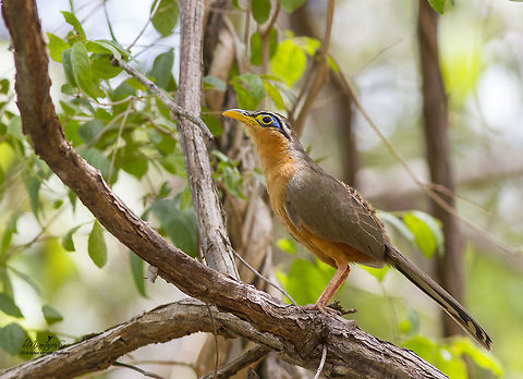 Lesser ground cuckoo