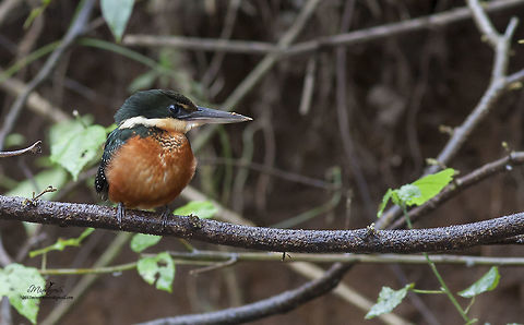 Chloroceryle aenea  American Pygmy Kingfisher,Chloroceryle aenea