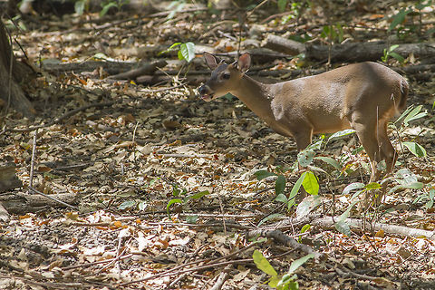 Odocoileus virginianus  Odocoileus virginianus,White-tailed deer