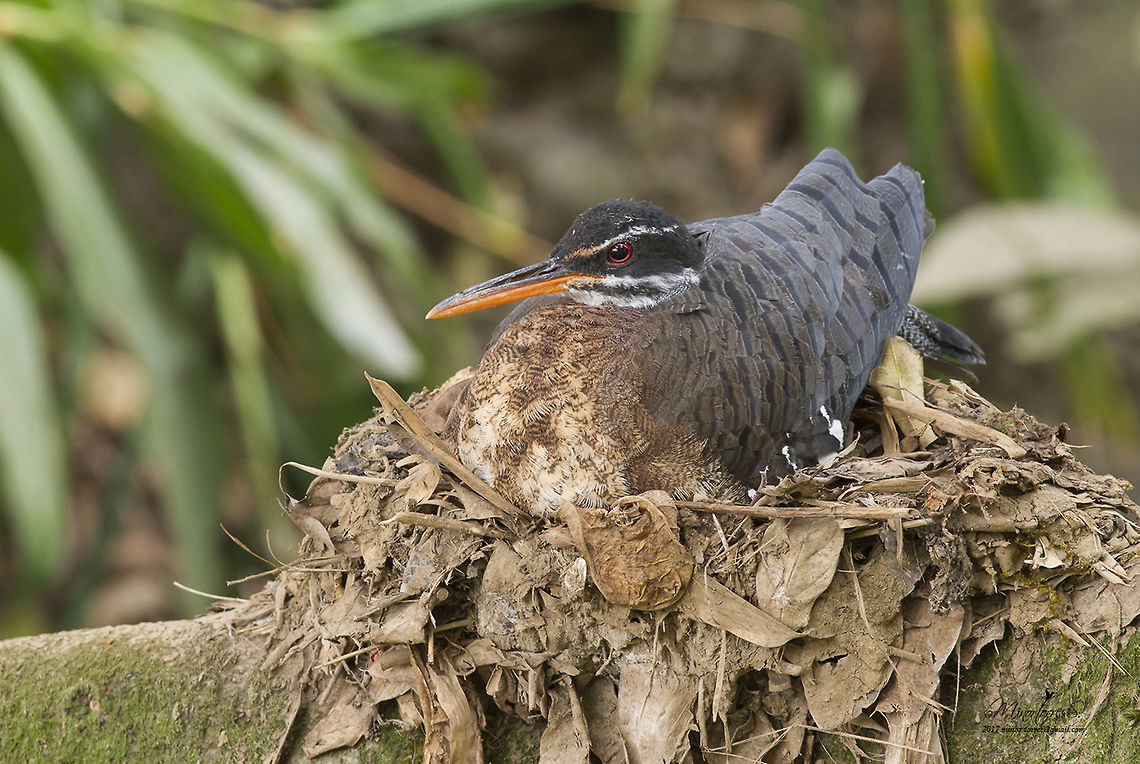 Eurypiga helias  Eurypyga helias,Sunbittern