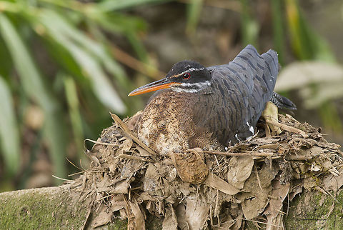 Eurypiga helias  Eurypyga helias,Sunbittern
