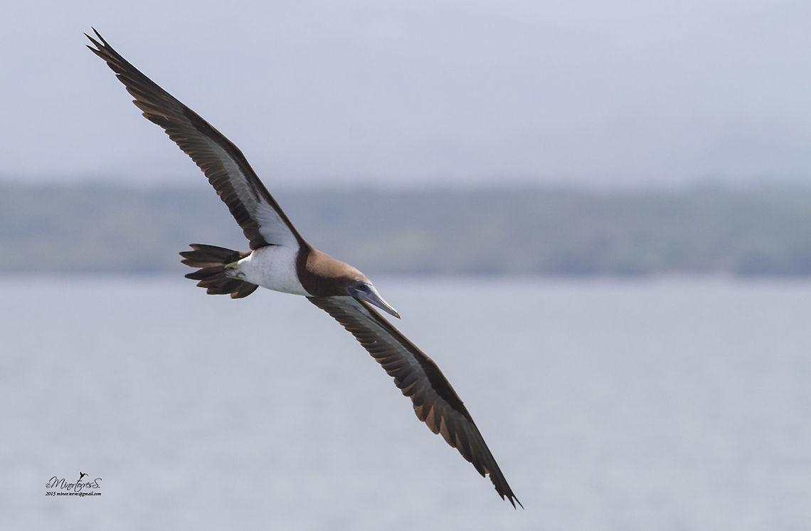 Sula leucogaster  Brown booby,Sula leucogaster