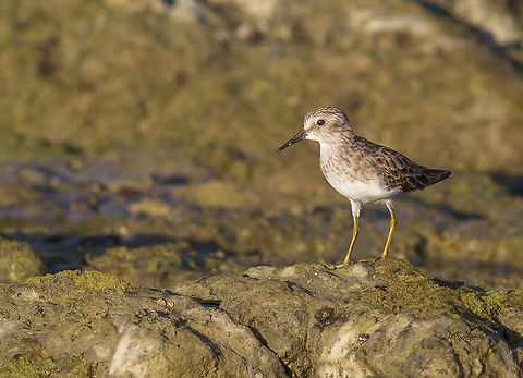 Least Sandpiper  Calidris minutilla,Least sandpiper