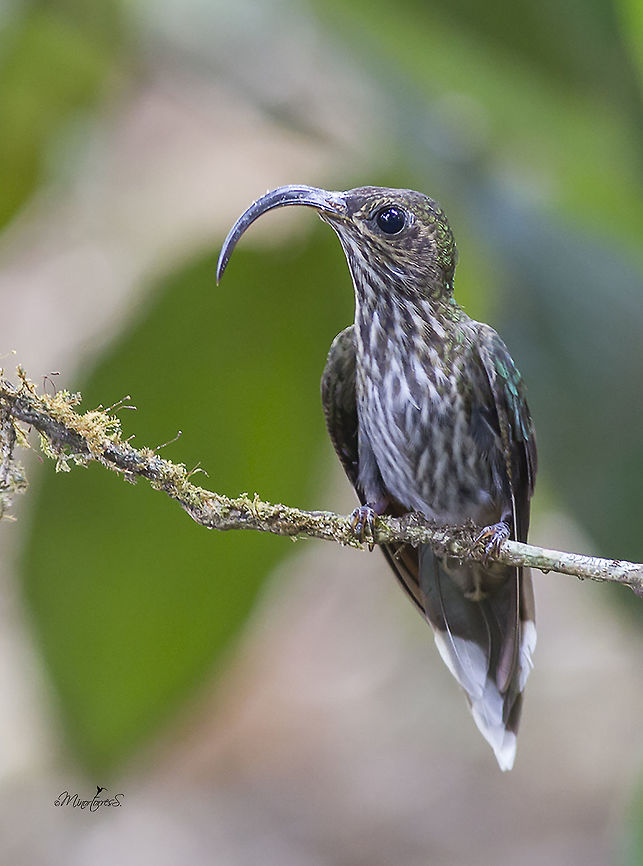 Eutoxeres aquila  Eutoxeres aquila,White-tipped sicklebill