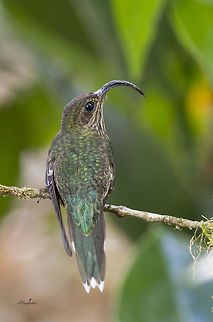 Eutoxeres aquila  Eutoxeres aquila,White-tipped sicklebill