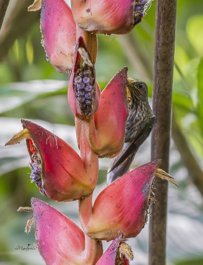 Eutoxeres aquila This pictures shows the way it feeds on the Heliconia Eutoxeres aquila,White-tipped sicklebill