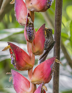 Eutoxeres aquila This pictures shows the way it feeds on the Heliconia Eutoxeres aquila,White-tipped sicklebill
