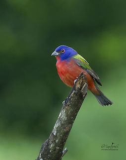 Passerina ciris  Painted Bunting,Passerina ciris