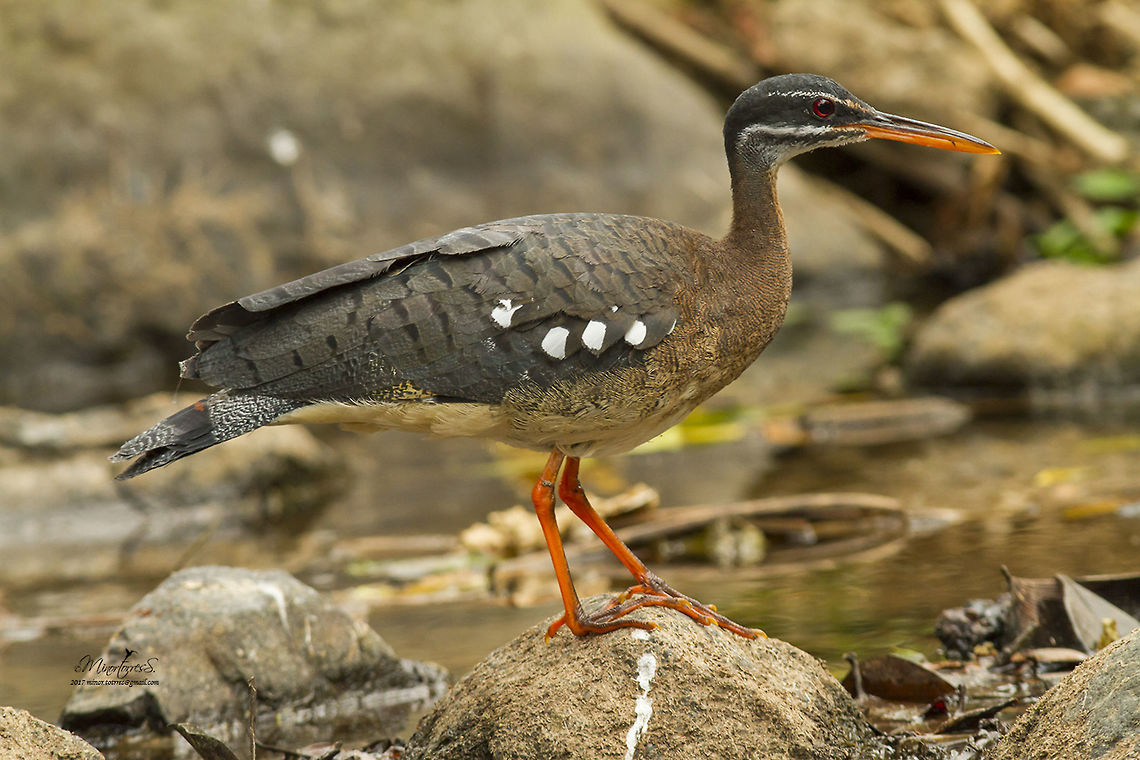 Eurypyga helias  Eurypyga helias,Sunbittern