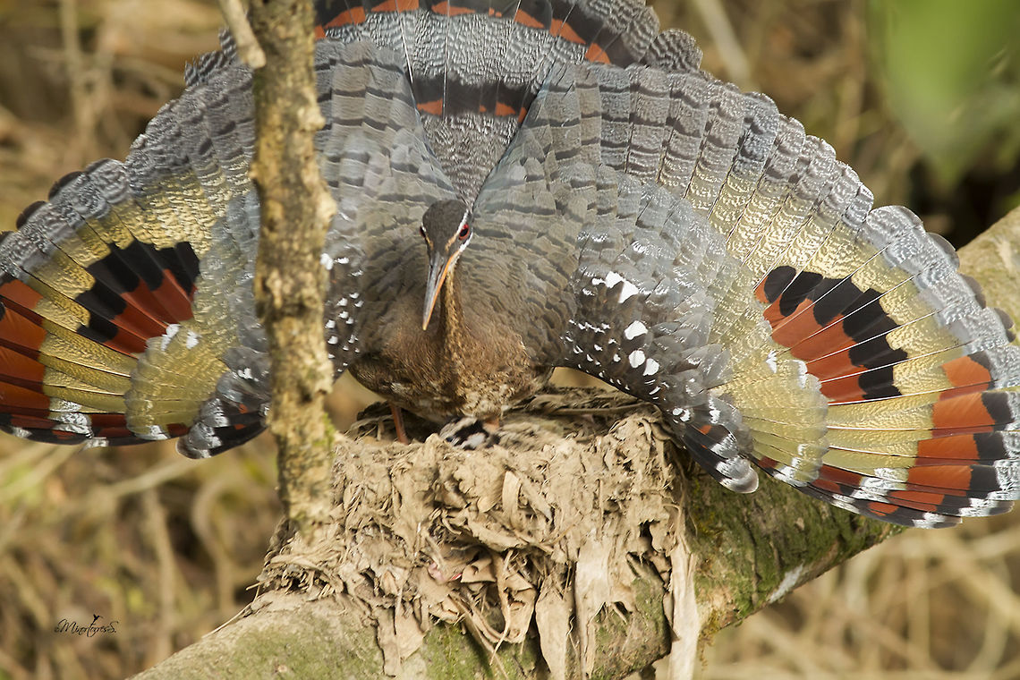 Eurypyga helias Typical way of defense when threatened Eurypyga helias,Sunbittern