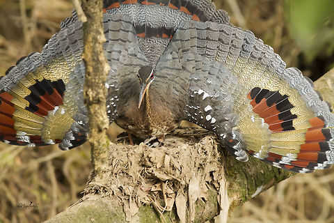 Eurypyga helias Typical way of defense when threatened Eurypyga helias,Sunbittern