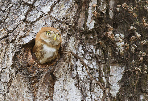 Glaucidium_brasilianum_JJV5972  Ferruginous Pygmy Owl,Glaucidium brasilianum