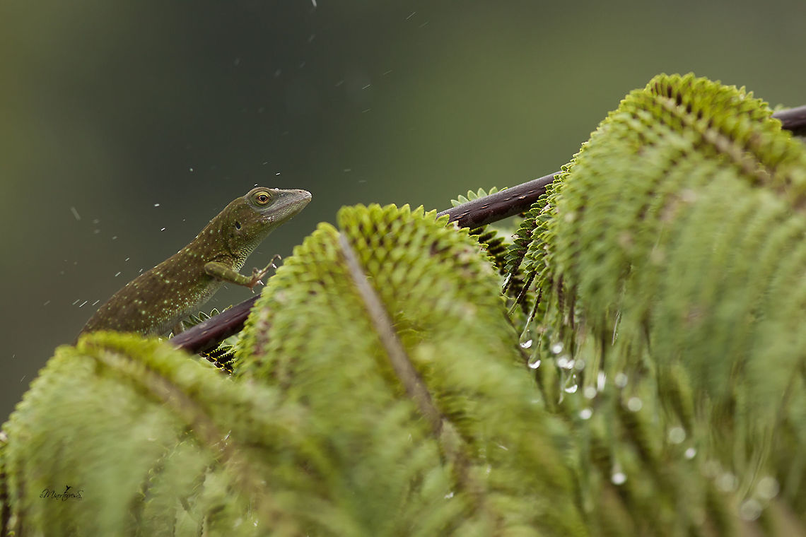 Anolis biporcatus  Anolis biporcatus,Neotropical green anole
