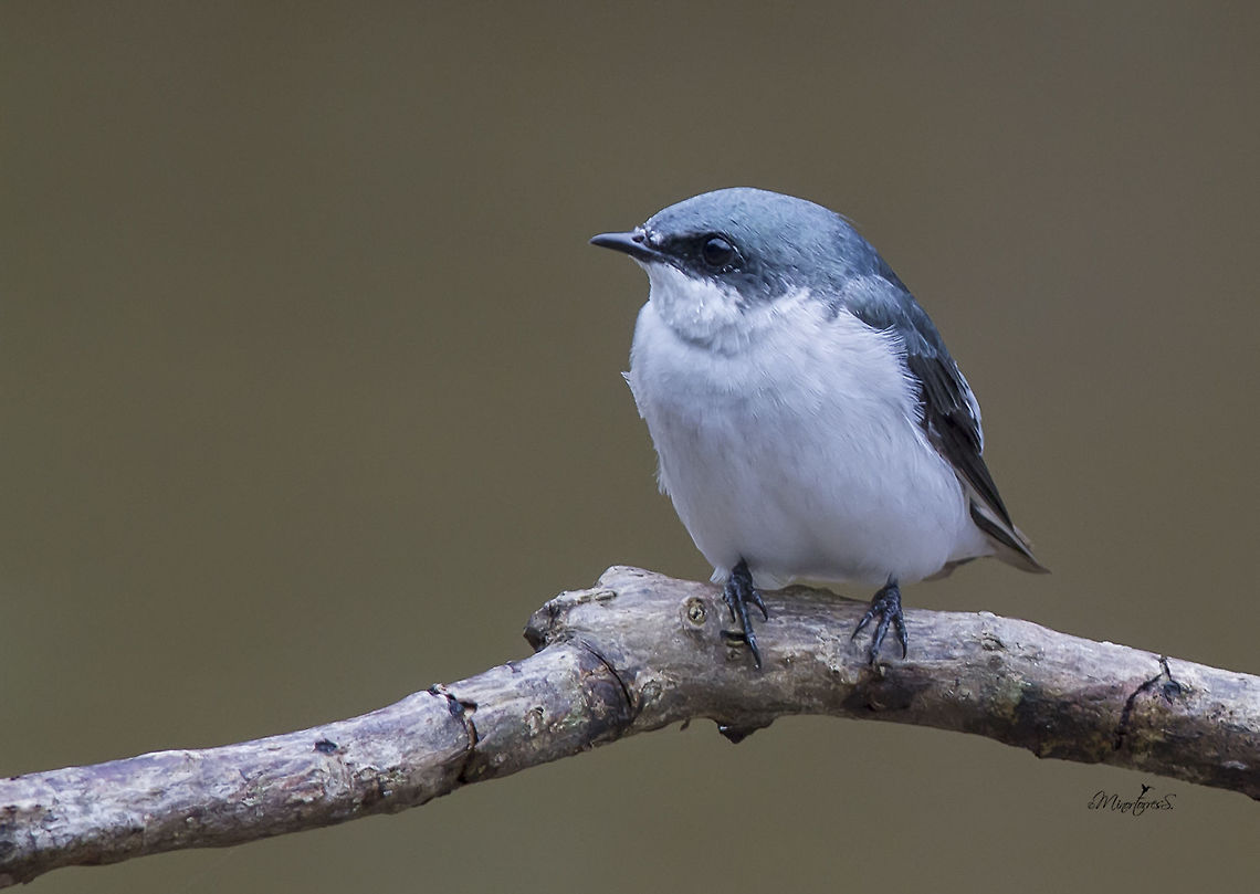 Tachycineta albilinea  Mangrove Swallow,Tachycineta albilinea