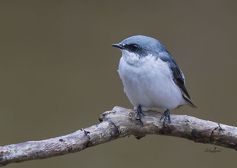 Mangrove Swallow