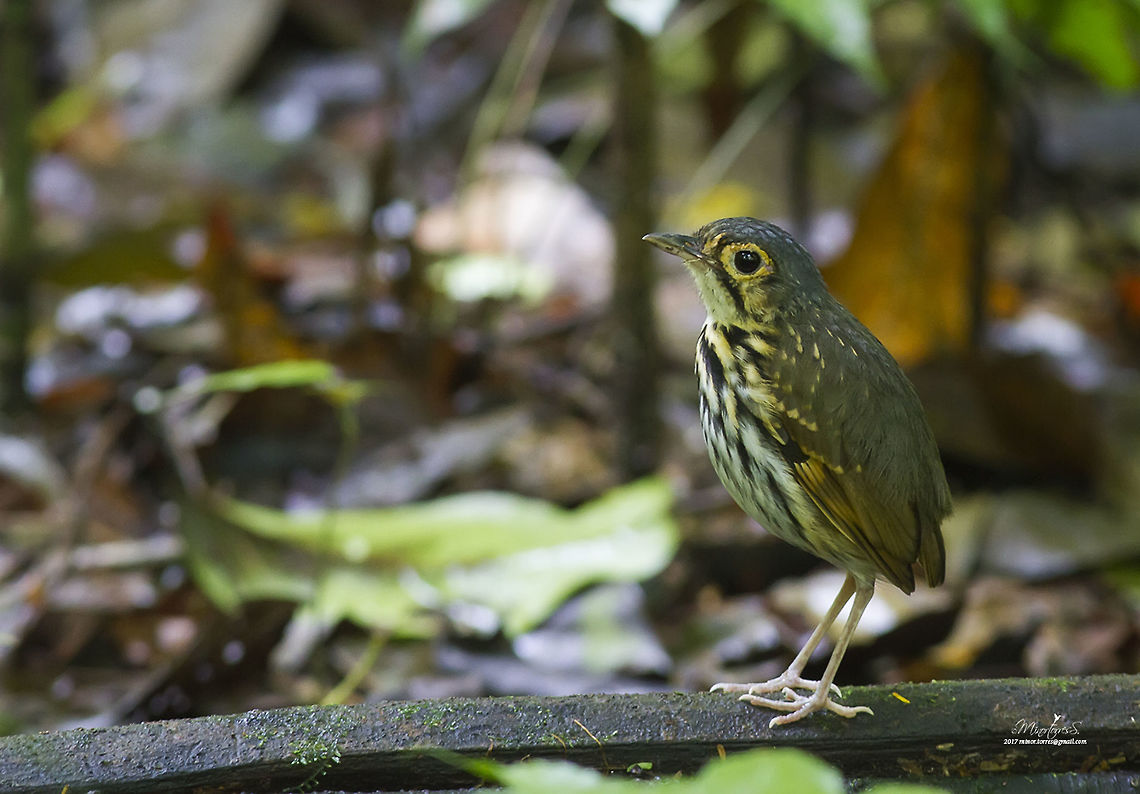 Hylopezus perspicillatus  Hylopezus perspicillatus,Streak-chested antpitta