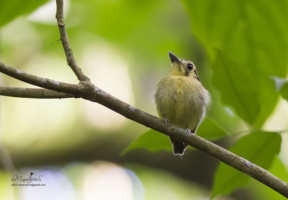 Platyrinchus coronatus  Golden-Crowned Spadebill,Platyrinchus coronatus