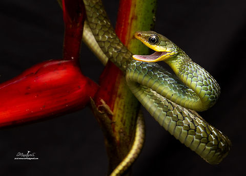 Drymobius melanotropis  Costa Rica,Drymobius melanotropis,Geotagged,Summer