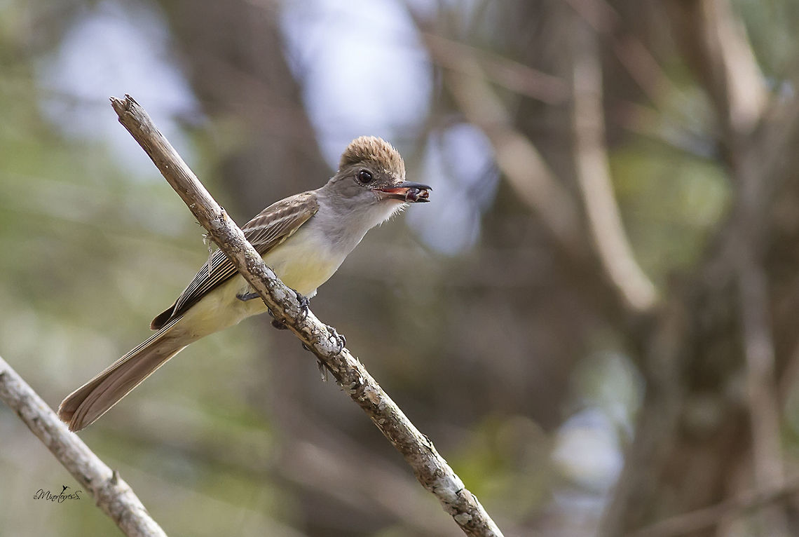 Myiarchus tyrannulus  Brown-crested flycatcher,Myiarchus tyrannulus