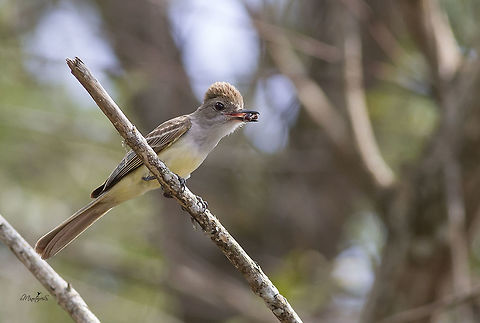 Myiarchus tyrannulus Brown-crested flycatcher,Myiarchus tyrannulus