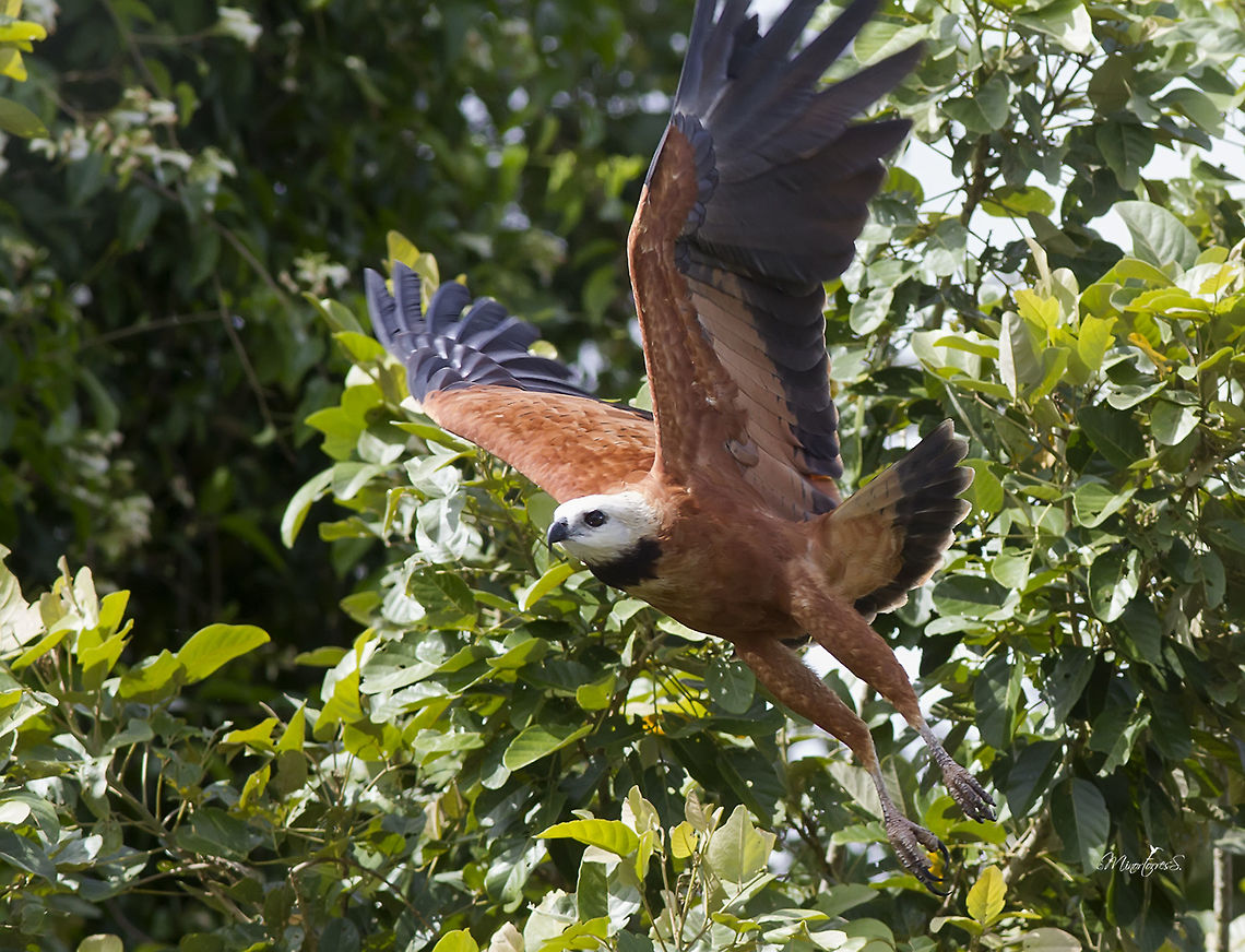 Busarellus nigricollis  Black collared hawk,Busarellus nigricollis