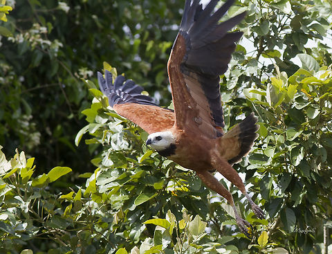 Busarellus nigricollis  Black collared hawk,Busarellus nigricollis