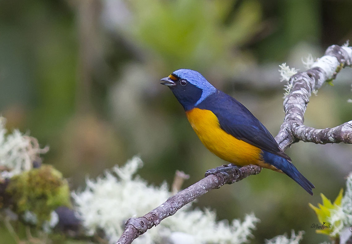 Euphonia elegantissima Male Elegant euphonia,Euphonia elegantissima