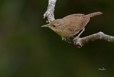 Troglodytes aedon, House wren  House wren,Troglodytes aedon