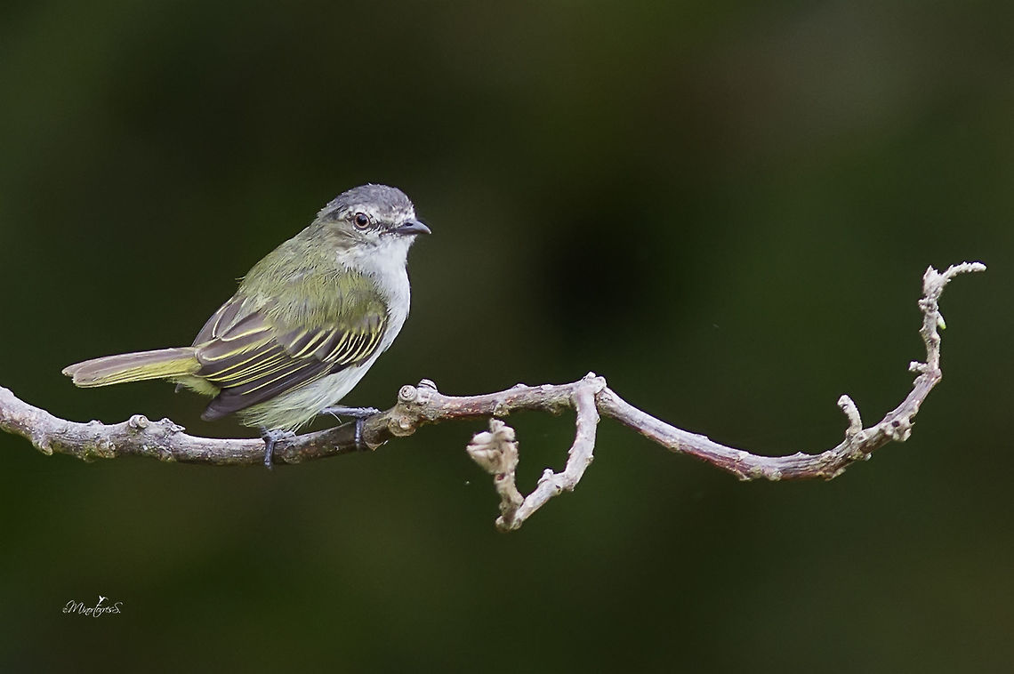 Zimmerius vilissimus  Paltry tyrannulet,Zimmerius vilissimus