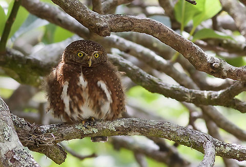Glaucidium costarricanum  Costa Rican pygmy owl,Glaucidium costaricanum