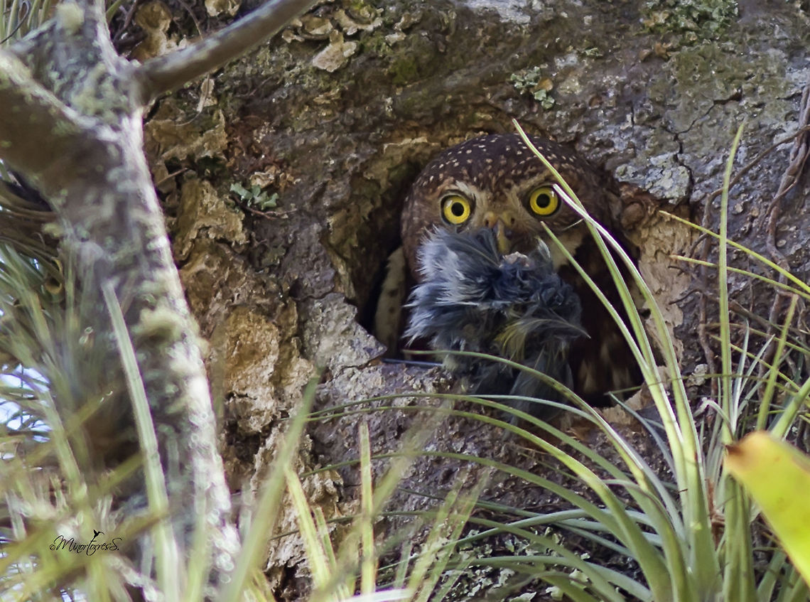 Glaucidium costarricanum  Costa Rican pygmy owl,Glaucidium costaricanum