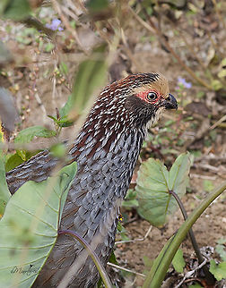 Dendrortyx leucophrys  Buffy-crowned wood partridge,Dendrortyx leucophrys