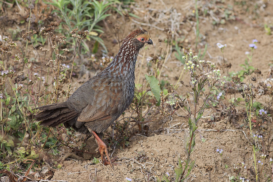 Dendrortyx leucophrys  Buffy-crowned wood partridge,Dendrortyx leucophrys