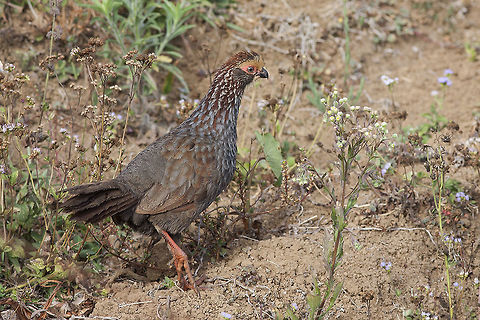 Buffy-crowned wood partridge