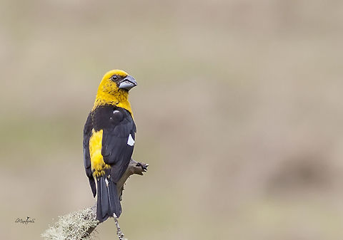 Pheucticus tibialis  Black-thighed grosbeak,Pheucticus tibialis