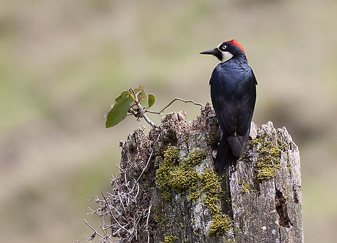 Melanerpes formicivorus  Acorn Woodpecker,Melanerpes formicivorus