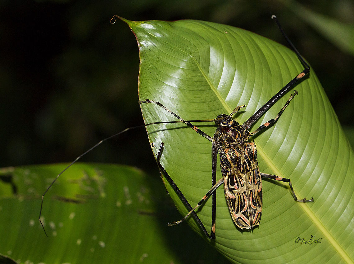 Acrocinus longimanus  Acrocinus longimanus,Harlequin beetle
