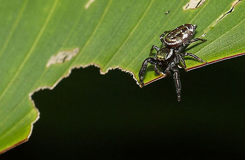 Salticidae