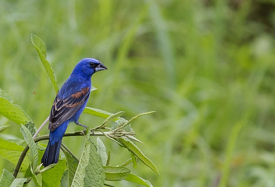 Passerina caerula  Blue grosbeak,Passerina caerulea