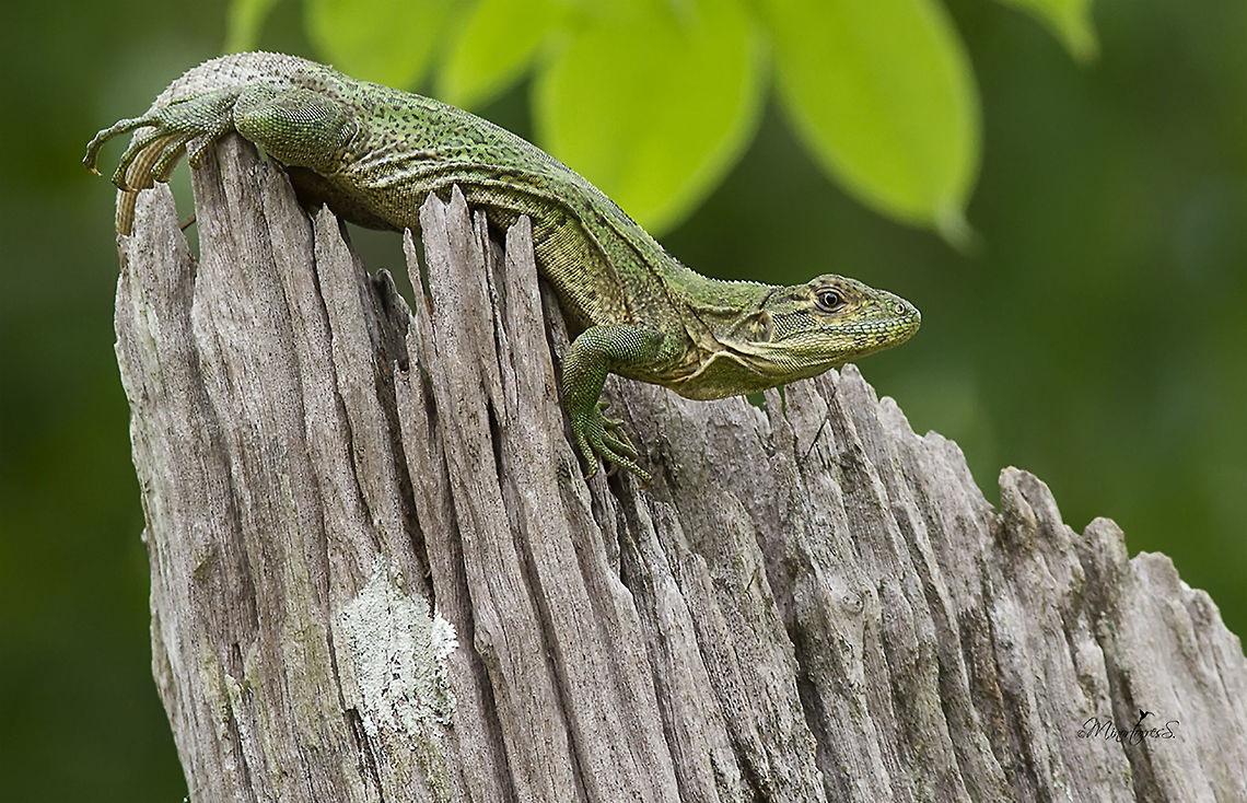 Ctenosaura similis  Black spiny-tailed iguana,Ctenosaura similis