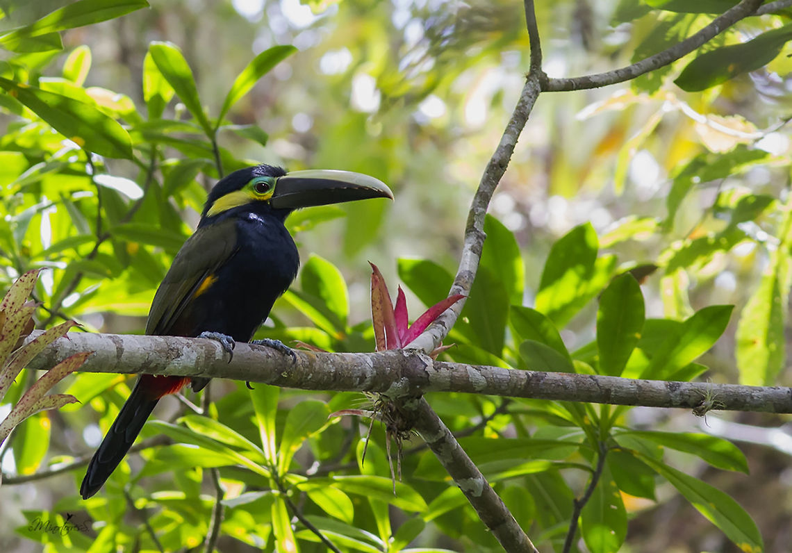 Selenidera spectabilis  Selenidera spectabilis,Yellow-eared toucanet