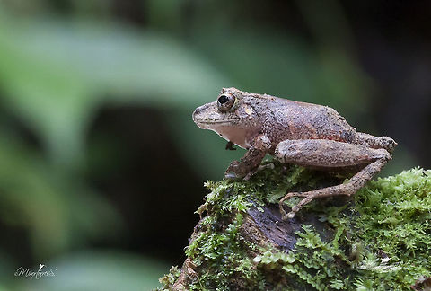 Clay-colored Rain Frog