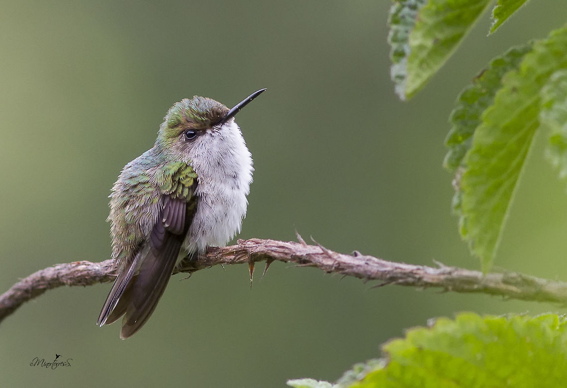 Microchera albocoronata (Female)  Microchera albocoronata,Snowcap