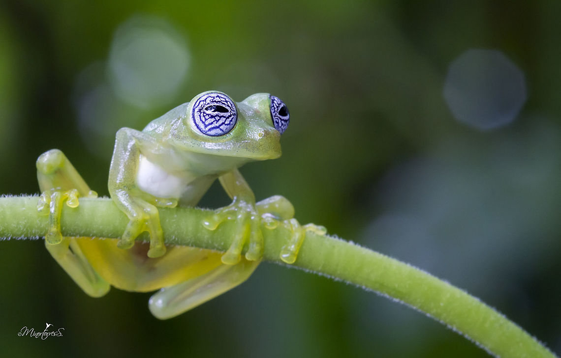 Sachatamia ilex One of the most delicate and fantastic creatures of the nocturnal environment of the forest, Sachatamia Ilex, Ghost Glass Frog, or Rana fantasma.<br />
<br />
If we want to describe its characteristics, we must consider some important data, this little jewel of nature measures on average between about 2.7 to 3.4 centimeters in length. Its head is wide with nostrils and very prominent eyes; it has a fine, transparent and smooth skin of a yellowish green color and have whitish eyes with a beautiful pattern of blue crisscrossing lines, looking as if a bad night had passed.<br />
<br />
If we mention the habits of this wonderful species, it is necessary to emphasize that its habits are nocturnal and it is arboreal, it is noticed in the terminations of its fingers with special pads and interdigital membrane, special to adhere to the leaves and the vegetation. Their bones are green and very interesting: the males have a sharp white hook in the arm.<br />
<br />
Its distribution includes Costa Rica, Panama and the Caribbean slope of Nicaragua, and the west of Colombia. In Costa Rica it is distributed on both slopes in the low and middle humid lands, mainly on the Atlantic slope and on the Pacific coast in the R&iacute;o T&aacute;rcoles and San Mateo basin.<br />
<br />
<br />
Una de las m&aacute;s delicadas y fant&aacute;sticas criaturas del ambiente nocturno del bosque, la Sachatamia Ilex, Ghost Glass Frog, conocida como Rana fantasma.<br />
<br />
Si describimos sus caracter&iacute;sticas debemos considerar algunos datos importantes, esta peque&ntilde;a joya de la naturaleza mide en promedio entre unos 2.7 a 3.4 cent&iacute;metros de longitud. Es ancha su cabeza con orificios nasales y ojos saltados, muy prominentes, de coloraci&oacute;n b; posee una fina, transparente y lisa piel de un color verde amarillento tienen un patr&oacute;n azul, blancuzcos con un hermoso patr&oacute;n de l&iacute;neas azules entrecruzadas, de apariencia como si hubiese pasado una mala noche.<br />
<br />
Si mencionamos los h&aacute;bitos de esta maravillosa especie, hay que destacar que sus h&aacute;bitos son nocturnos y es arbor&iacute;cola, se nota en las terminaciones de sus dedos con unas almohadillas especiales y membrana interdigital, especial para adherirse a las hojas y la vegetaci&oacute;n. Sus huesos son de color verde y muy interesante, los machos presentan un gancho blanco agudo en el brazo.<br />
<br />
Su distribuci&oacute;n comprende Costa Rica, Panam&aacute; y la Vertiente Caribe de Nicaragua, hasta el oeste de Colombia.<br />
En Costa Rica se distribuye en ambas vertientes en las tierras h&uacute;medas bajas y medias, principalmente en la Vertiente Atl&aacute;ntica y en la costa Pac&iacute;fica en la cuenca del R&iacute;o T&aacute;rcoles y San Mateo. Costa Rica,Fall,Geotagged,Sachatamia ilex